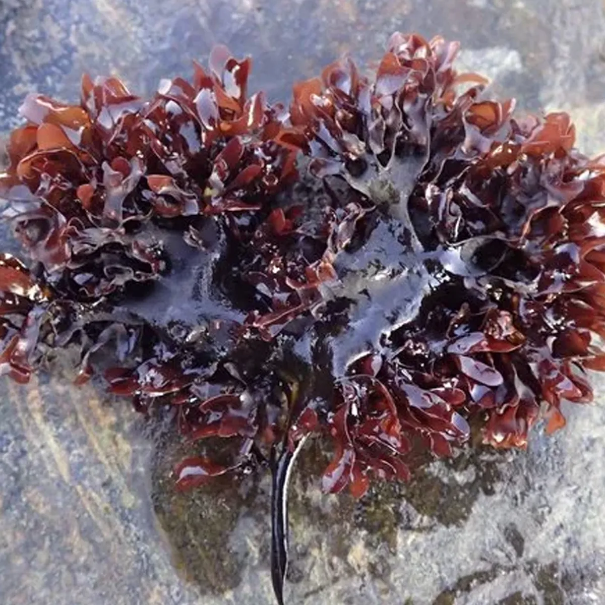 10 Reasons GLP-1 Users Are Switching To Sea Moss