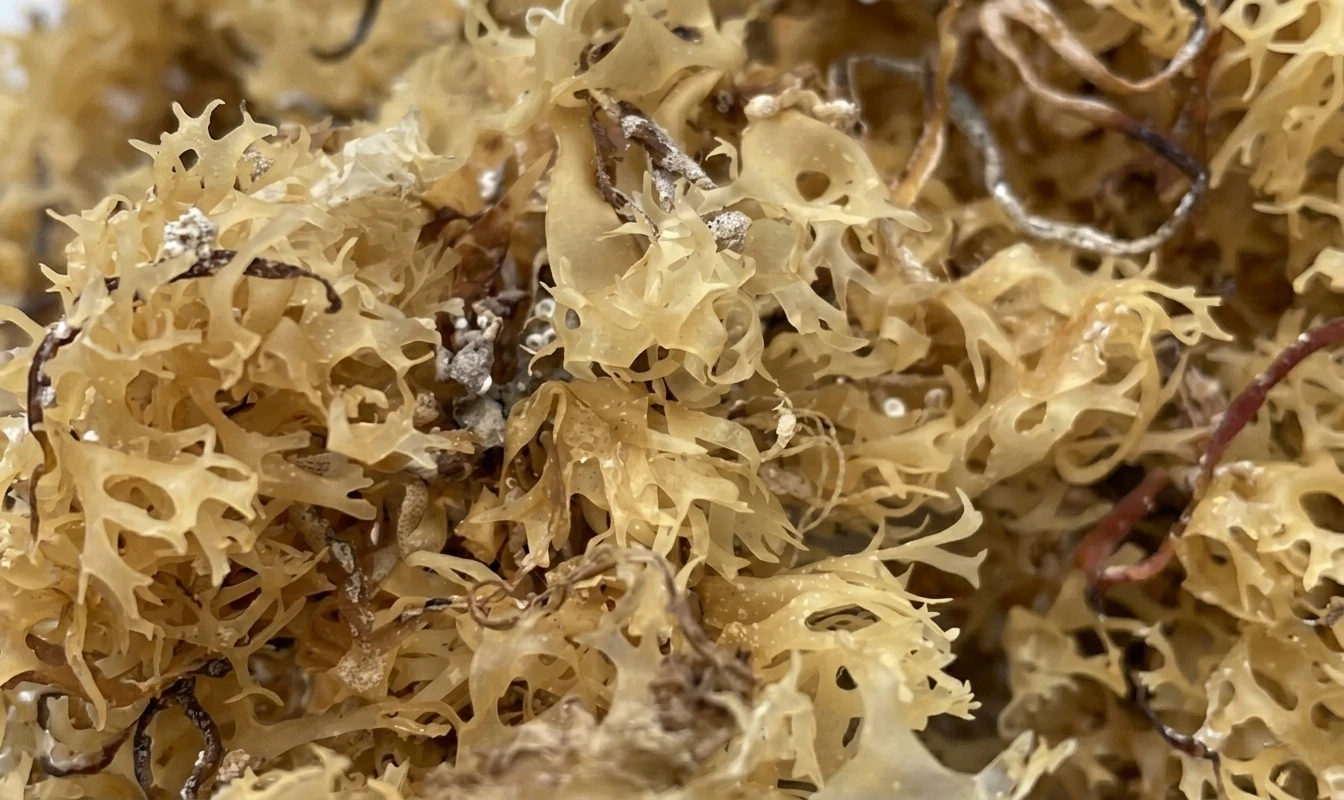 Wildcrafted Irish sea moss gel